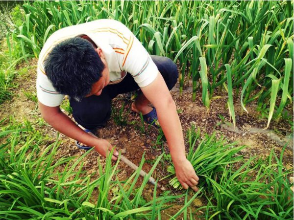 网络用语被割韭菜是什么意思