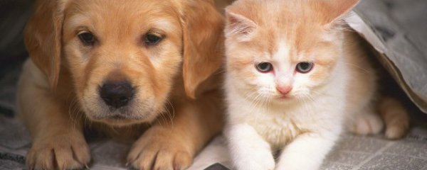 小猫咪呕吐是怎么回事