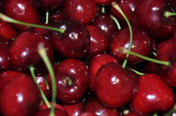 最好吃的车厘子品种排名图片