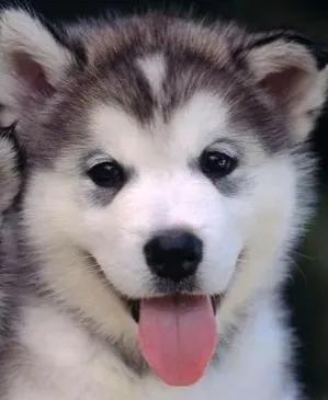 家里来了一只狗预示着什么意思