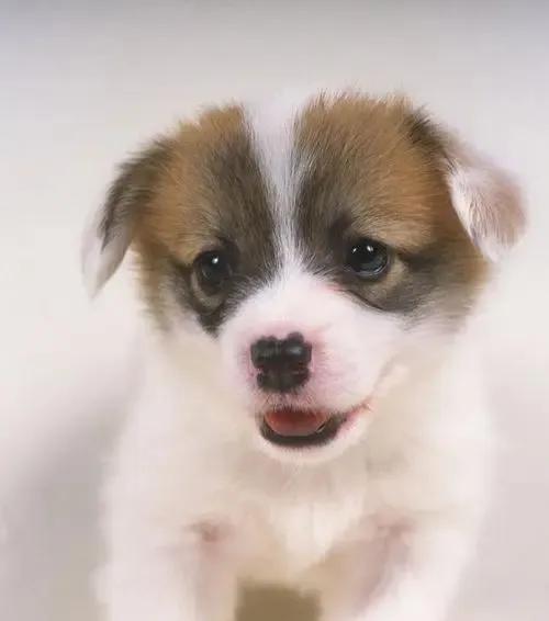 家里来了一只狗预示着什么意思