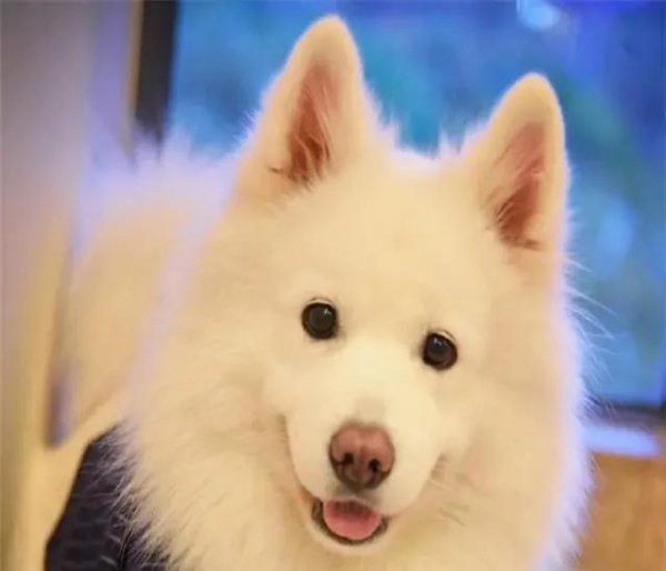 家里来了一只狗预示着什么意思