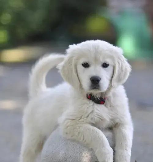 家里来了一只狗预示着什么意思