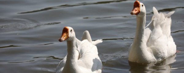 鹅肉和柿子能一起吃吗