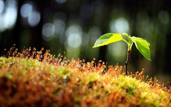 择偶标准是什么意思