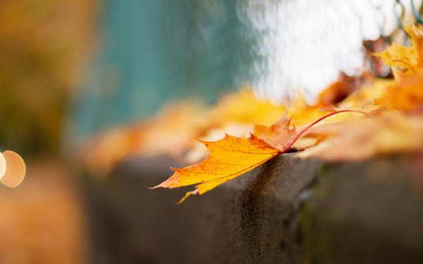 择偶标准是什么意思