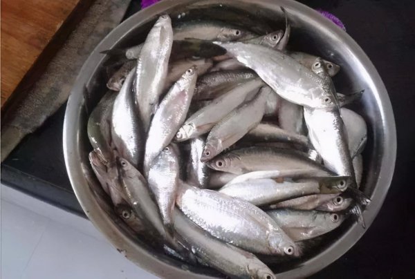 白条鱼喜欢吃什么饵料