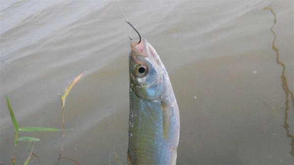 白条鱼喜欢吃什么饵料