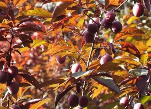 太阳李果实能吃吗