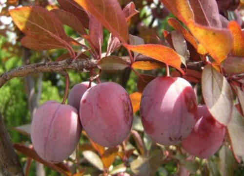 太阳李果实能吃吗