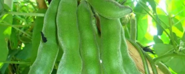 狗儿豆什么季节种植