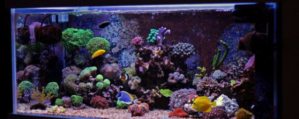 鱼缸摆放位置有讲究吗