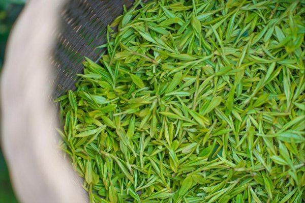 中国茶叶十大排名顺序