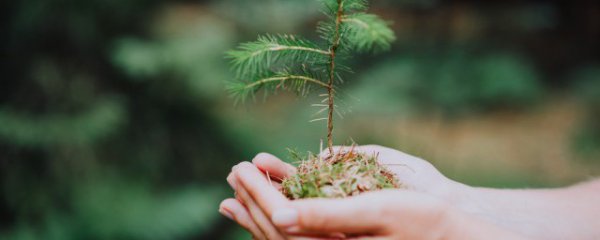 春分当天可以砍树吗