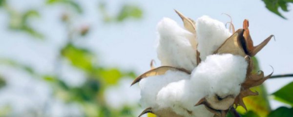 怎么辨别棉花的好坏