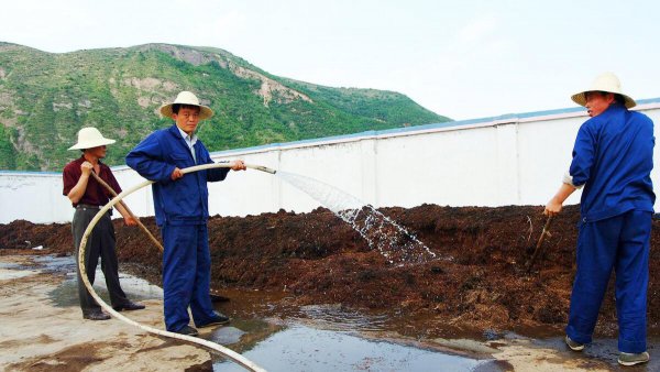 自制肥料的做法和配方