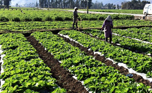 自制肥料的做法和配方