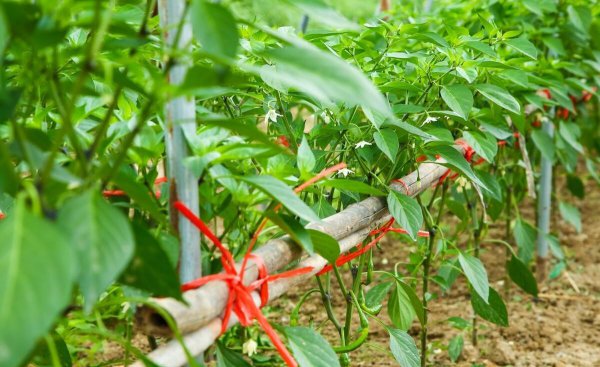 自制肥料的做法和配方