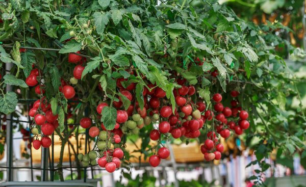 自制肥料的做法和配方