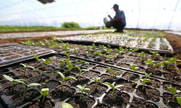 自制肥料的做法和配方