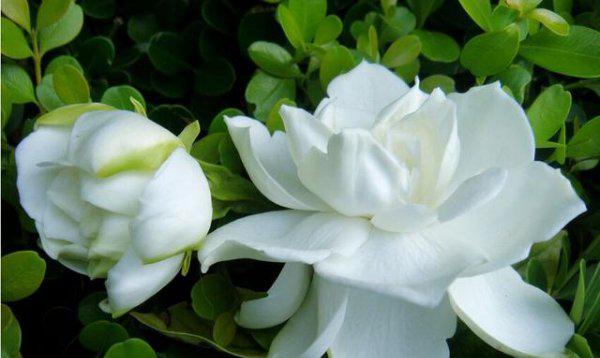 米糠可以拿来种花吗