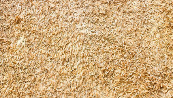 米糠可以拿来种花吗