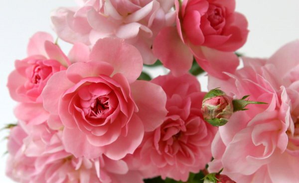 粉色玫瑰的花语是什么意思