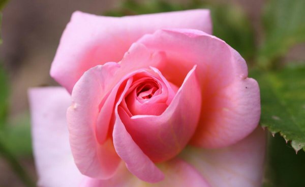 粉色玫瑰的花语是什么意思