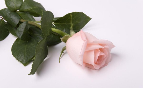 粉色玫瑰的花语是什么意思