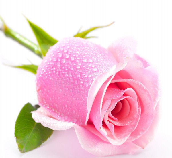 粉色玫瑰的花语是什么意思