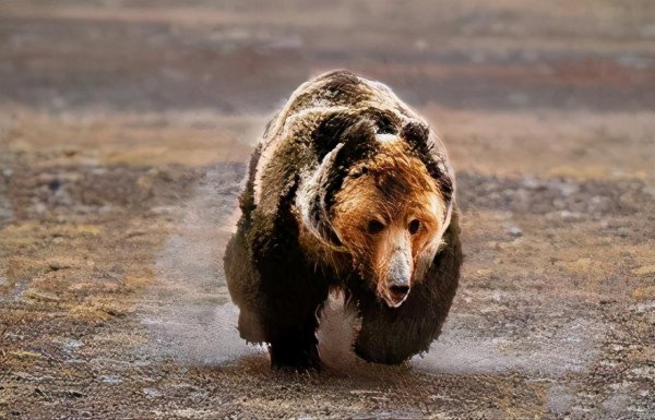 可可西里在哪里