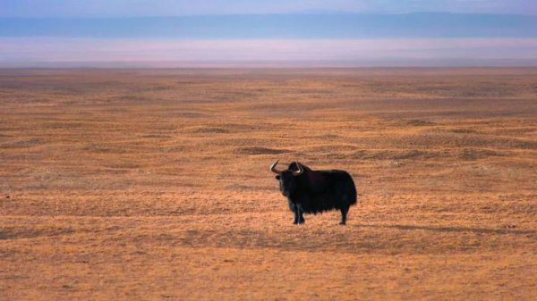 可可西里在哪里