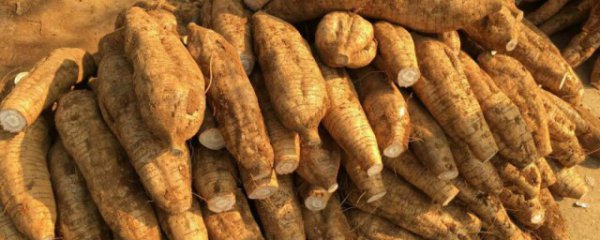 新鲜的葛根怎么保存