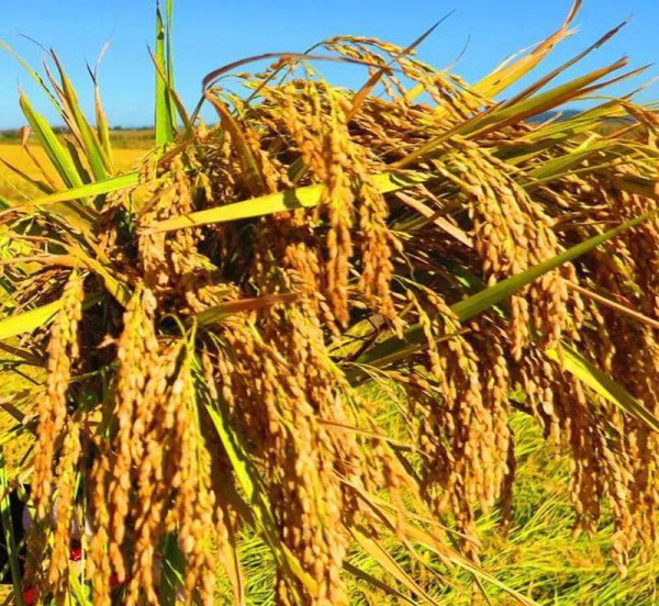 五常市属于哪个省份