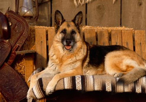 德牧一生认几个主人