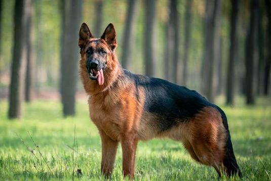 德牧一生认几个主人