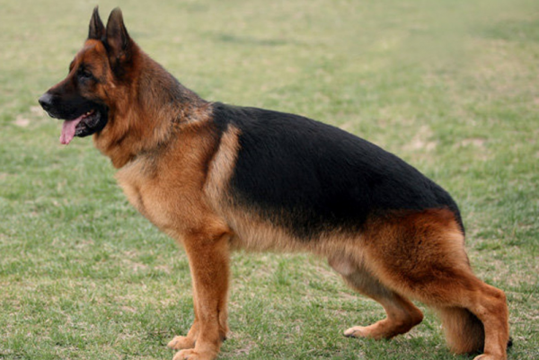 德牧一生认几个主人