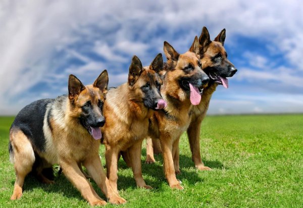 德牧一生认几个主人