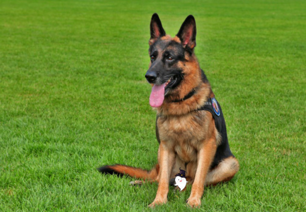 德牧一生认几个主人