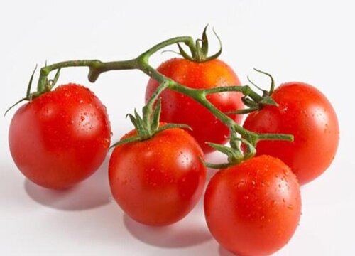 西红柿品种十大排名详情介绍