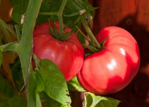 西红柿品种十大排名详情介绍