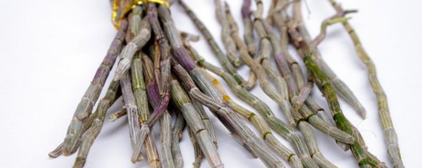 香水石斛适合什么季节种植