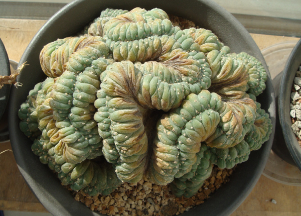 十大最丑多肉植物排行榜