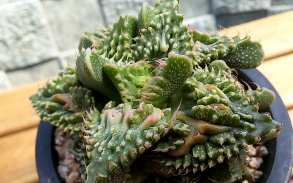 十大最丑多肉植物排行榜