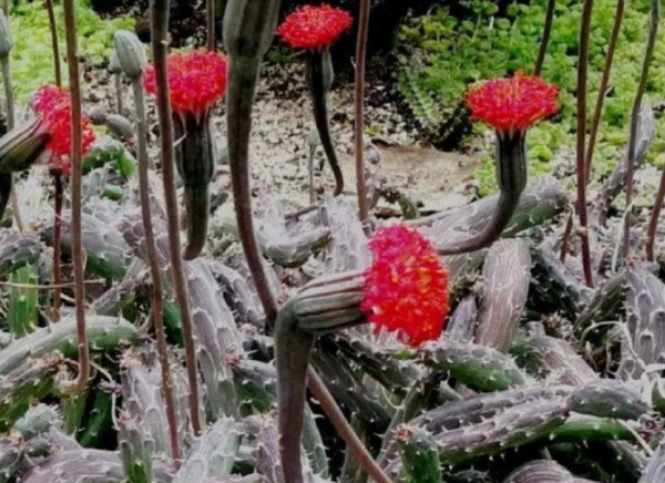十大最丑多肉植物排行榜