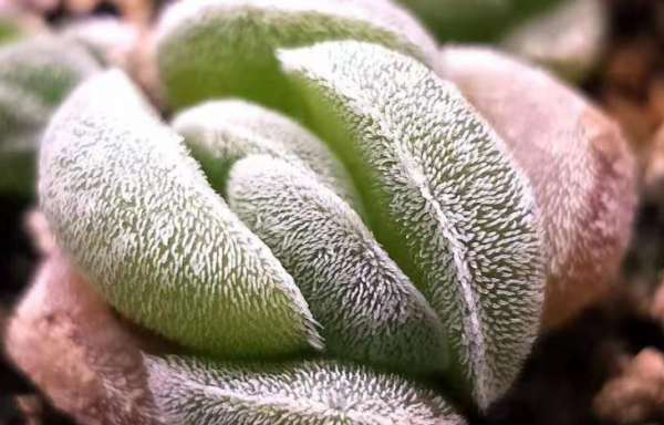 十大最丑多肉植物排行榜