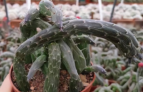 十大最丑多肉植物排行榜