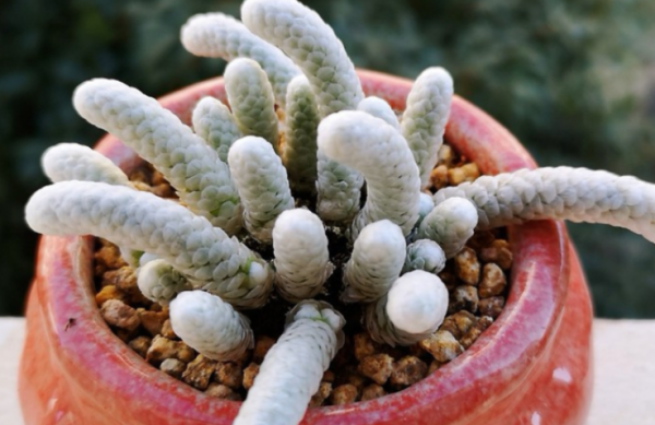 十大最丑多肉植物排行榜