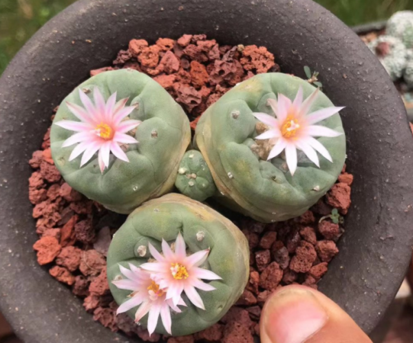 十大最丑多肉植物排行榜