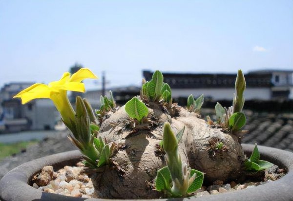 十大最丑多肉植物排行榜